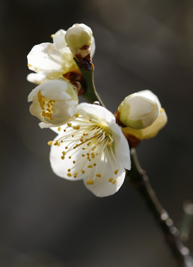Japanese apricot