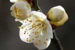 Japanese apricot