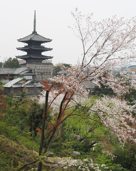 Sakura | Cherry tree